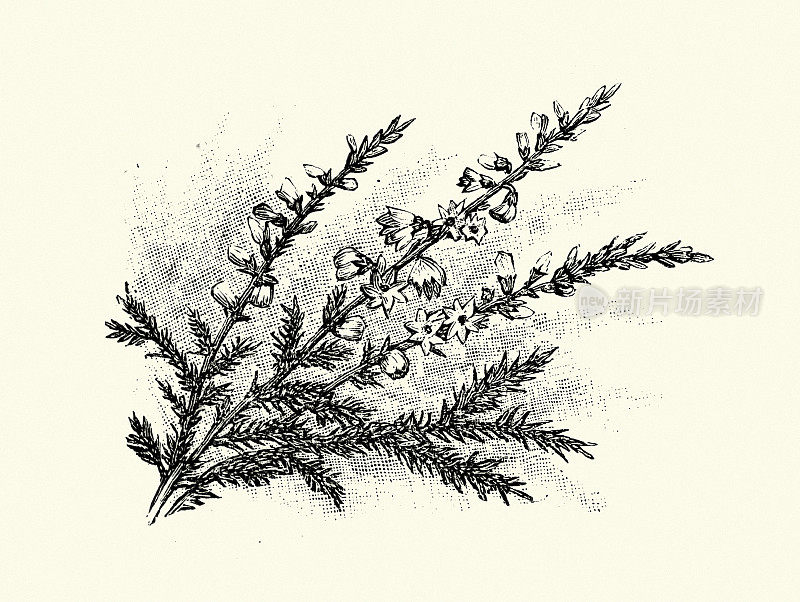 普通的Calluna vulgaris，常见的石南花，ling，植物艺术版画